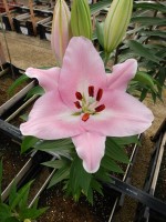 [4495 PO83 LUN 3245 No02.JPG]